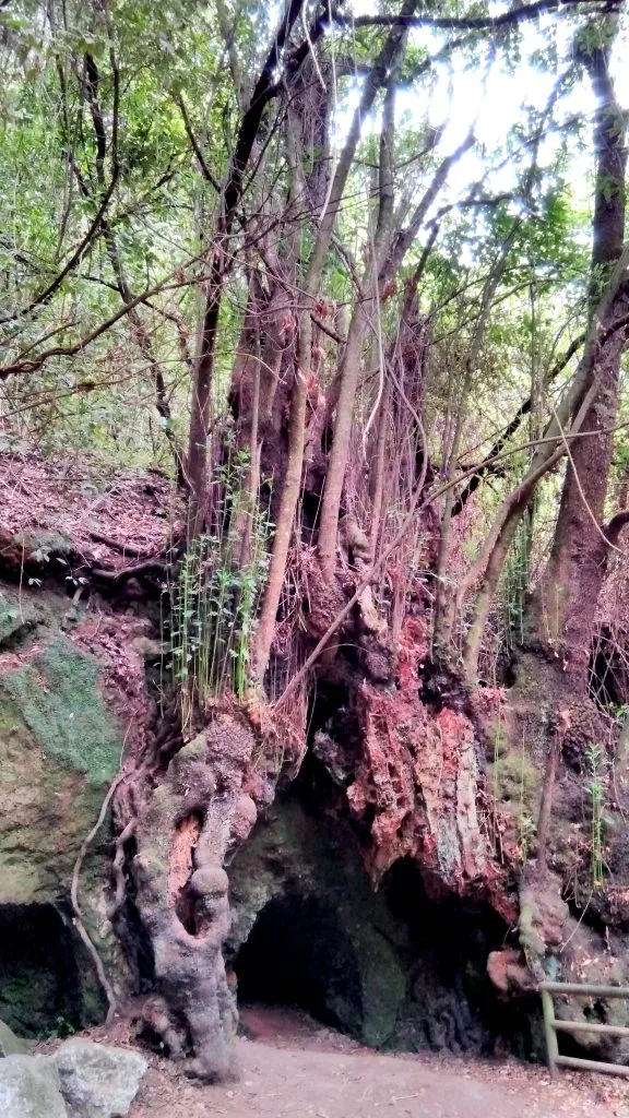 Viñatigo milenario. Cuevas de Cristal de Tacoronte