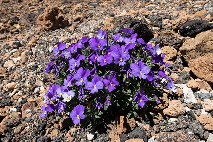 Violeta Del Teide